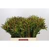 Leucadendron Ayoba Cherry Pearl Spray