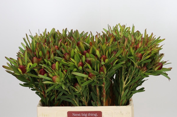 Leucadendron Ayoba Cherry Pearl Spray