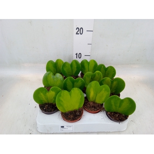 Hoya kerrii
