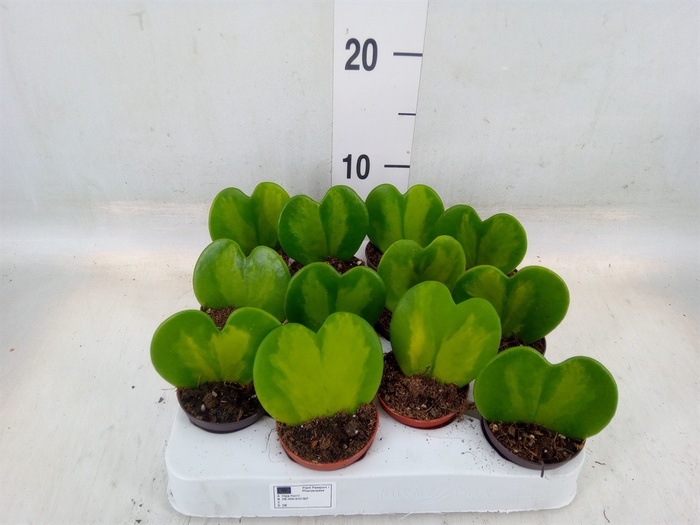 <h4>Hoya kerrii</h4>