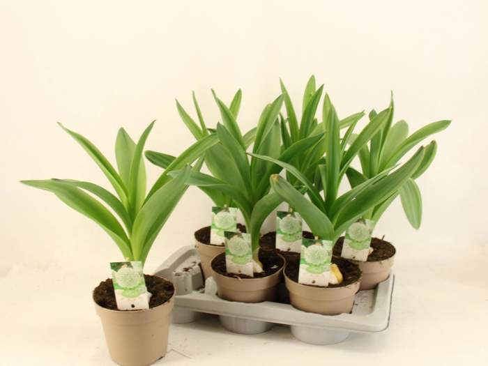 <h4>ALLI ST WHITE GIANT</h4>