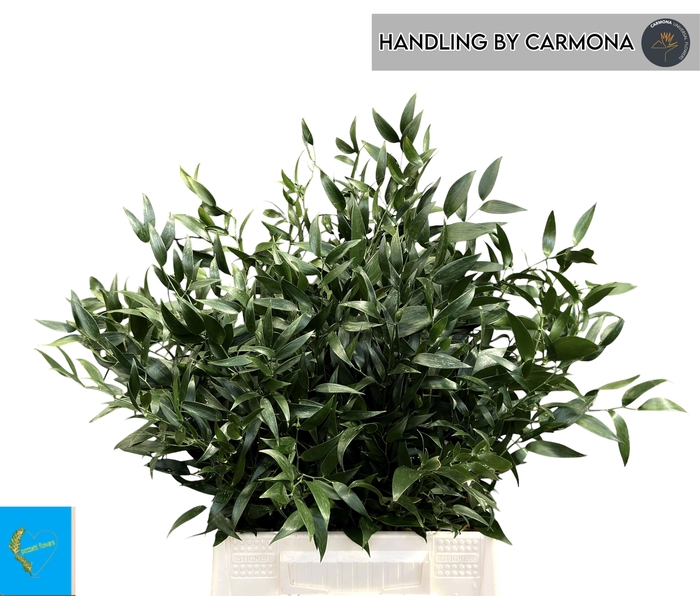 <h4>DANAE RACEMOSA</h4>