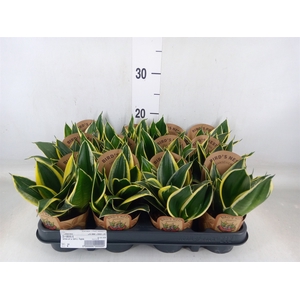 Sansevieria trifa.   ...