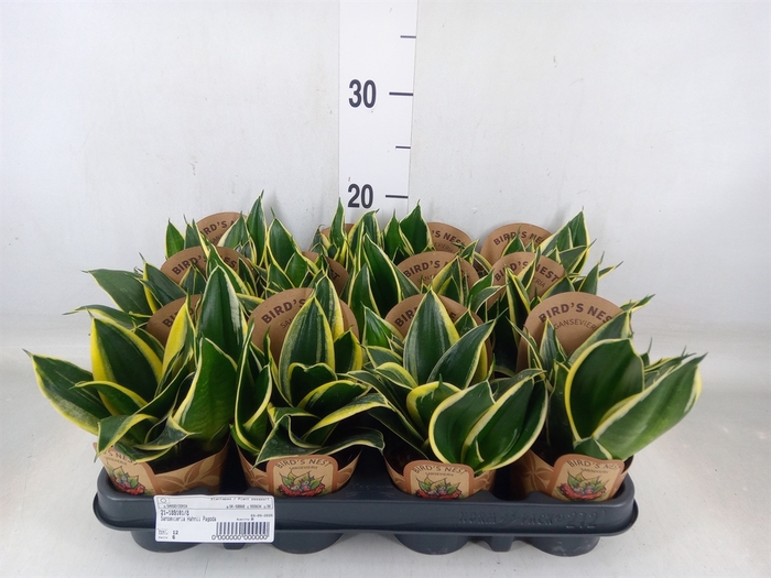 <h4>Sansevieria trifa.   ...</h4>