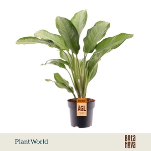 Aglaonema Cleopatra