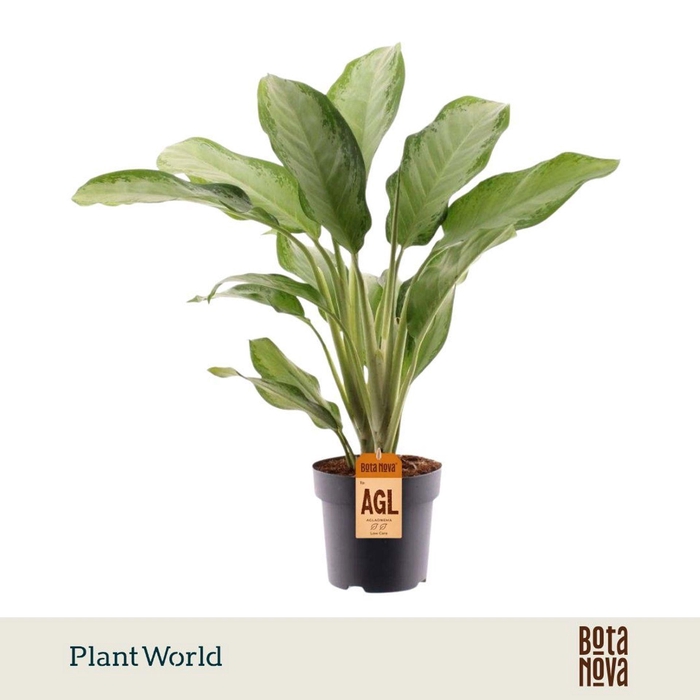 <h4>Aglaonema Cleopatra</h4>