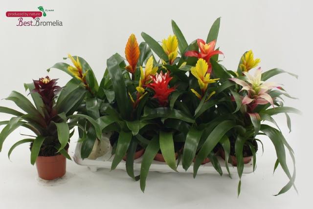 <h4>BROMELIA GEM</h4>