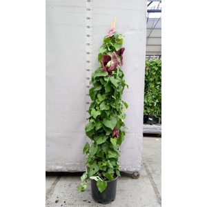 Aristolochia macrophylla