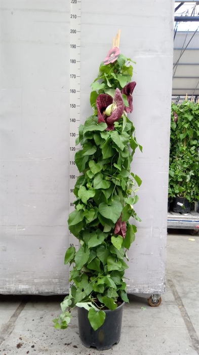 <h4>Aristolochia macrophylla</h4>