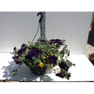 HANGING BASKETS