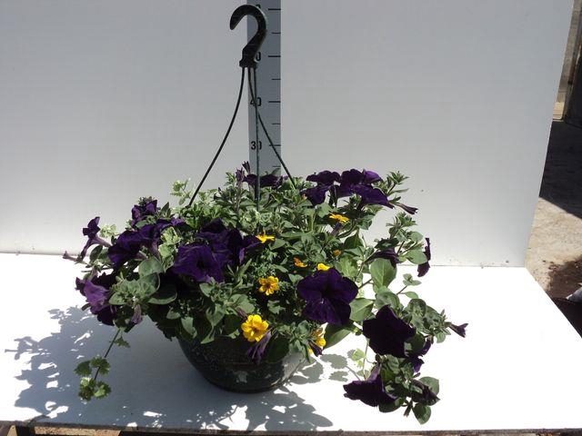 HANGING BASKETS