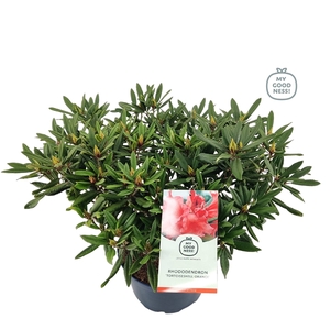 Rhododendron 70-80 /15 liter 'Tortoiseshell Orange'