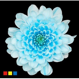 Chr T Altaj Pastel Blue