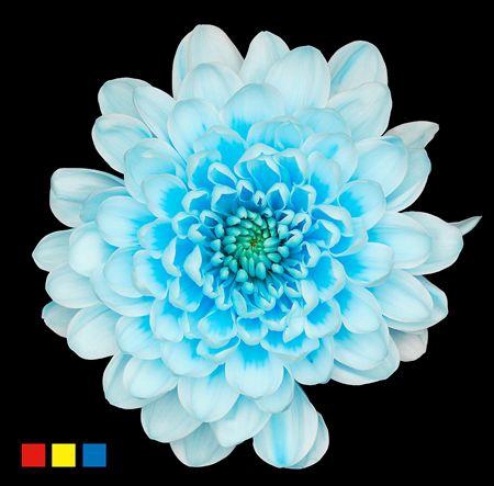 <h4>Chr T Altaj Pastel Blue</h4>