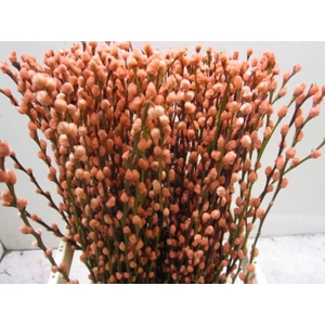 Salix Katje Apricot L70