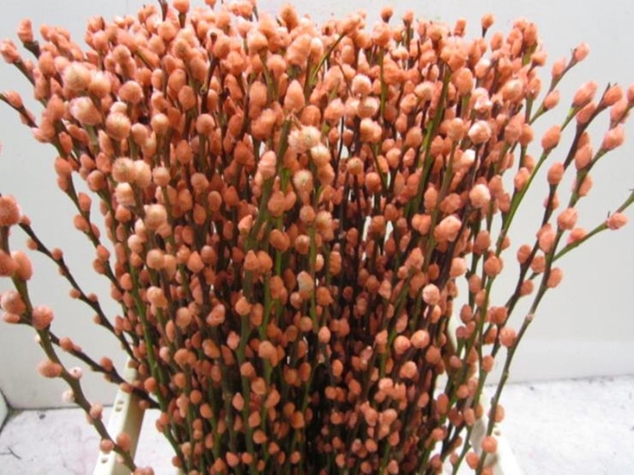 <h4>Salix Katje Apricot L70</h4>