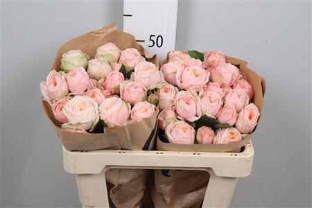 <h4>R Tr Lady Ella</h4>