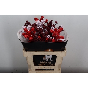 Ilex Wx Mix Rood Wit Bordeaux Xl