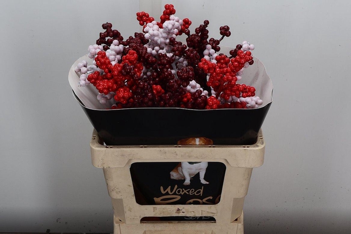 <h4>Ilex Wx Mix Rood Wit Bordeaux Xl</h4>