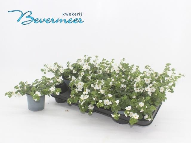 <h4>SUT BIG WHITE FALLS</h4>