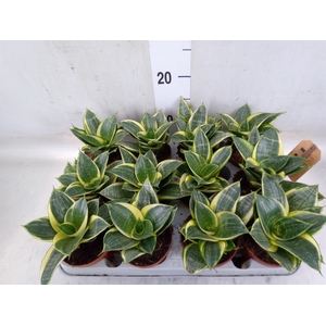 Sansevieria trifa. 'Golden Hahnii'
