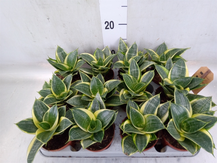 <h4>Sansevieria trifa. 'Golden Hahnii'</h4>