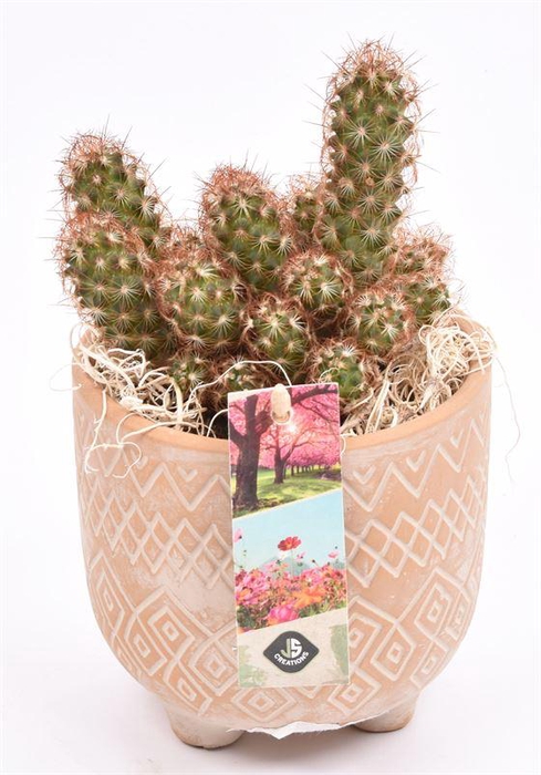 <h4>Cement met motief op pootjes 11,5cm</h4>