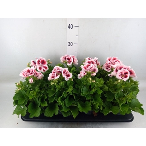 Pelargonium gran.   ..