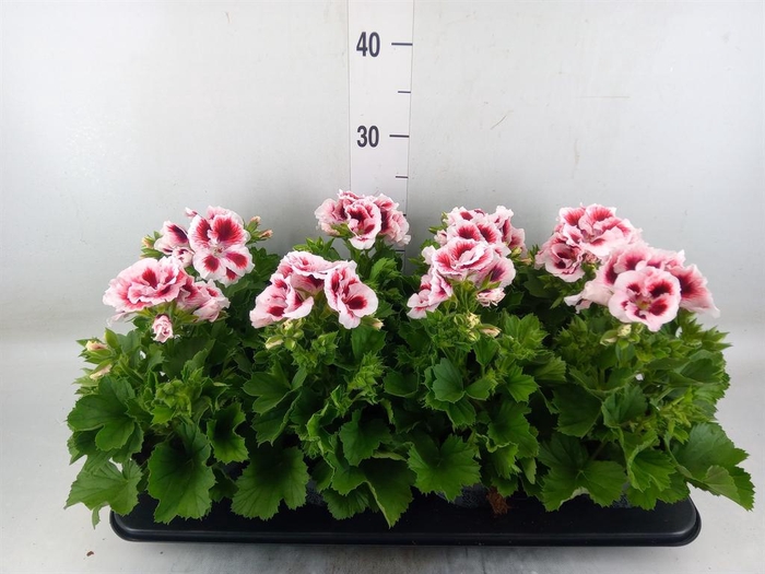 <h4>Pelargonium gran. ..</h4>