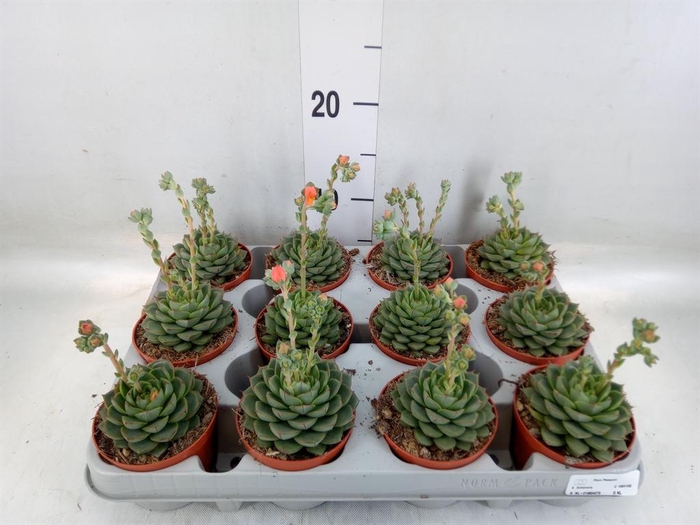 <h4>Echeveria   ...</h4>