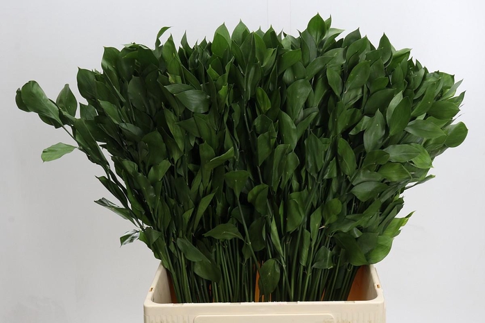 <h4>Ruscus Hypophyllum</h4>