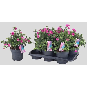 ANIS CAP EL PRINCESS