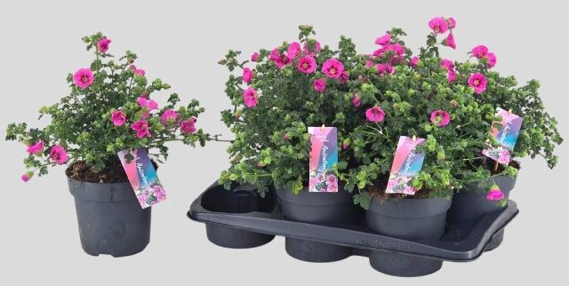 <h4>ANIS CAP EL PRINCESS</h4>