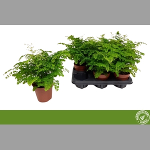 ADIAN RAD FRITZ-LUTH