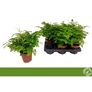 ADIAN RAD FRITZ-LUTH