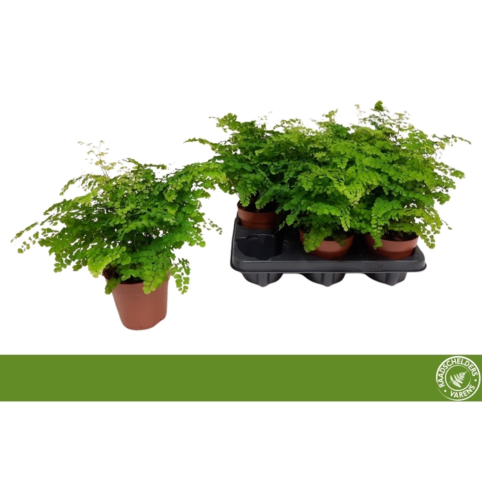 <h4>ADIAN RAD FRITZ-LUTH</h4>