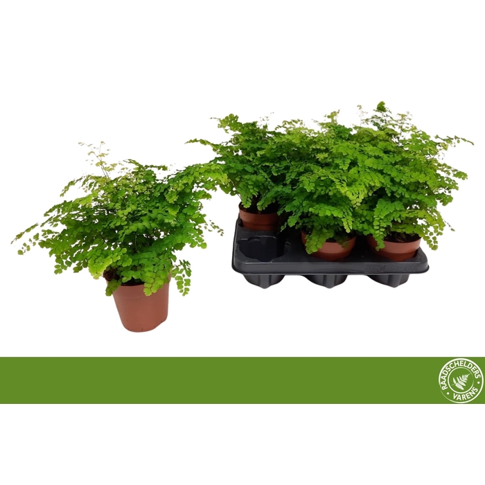 <h4>ADIAN RAD FRITZ-LUTH</h4>