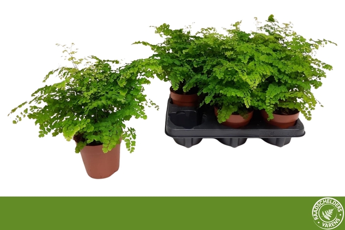 ADIAN RAD FRITZ-LUTH