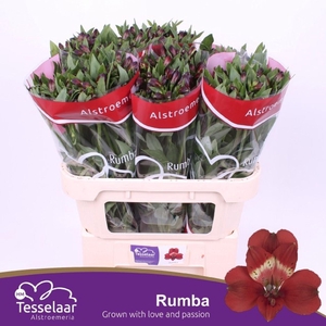 Alstr Rumba