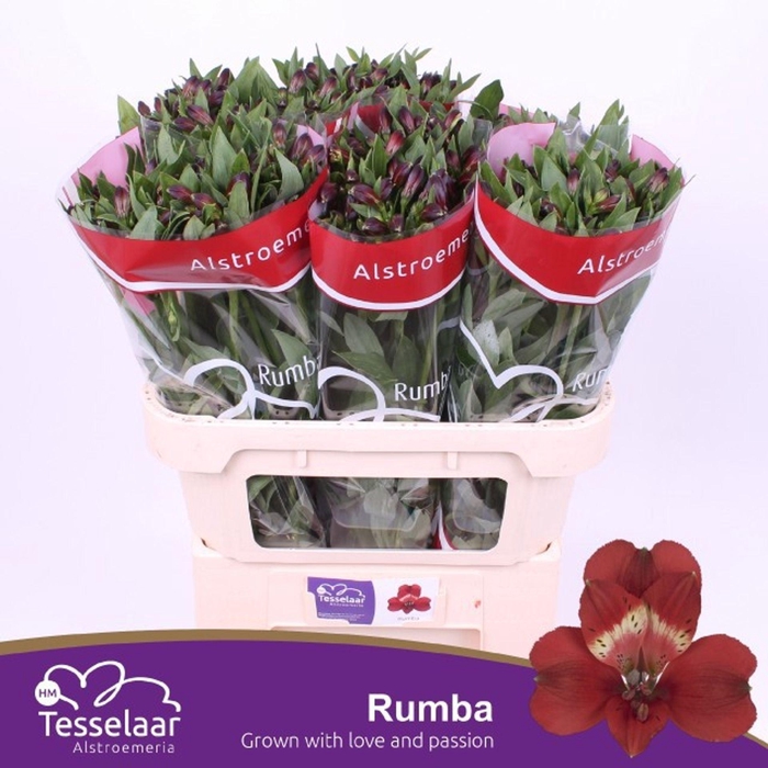 <h4>Alstr Rumba</h4>