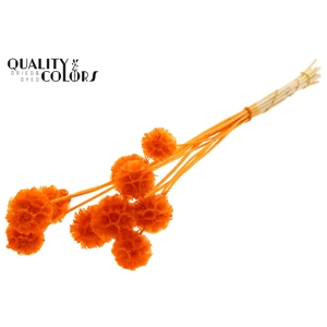 Scabiosa Preserved 10pc/bunch Bleached Orange