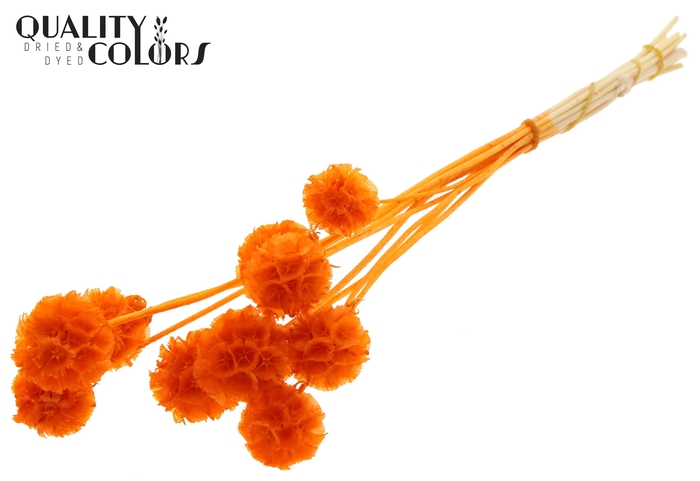 Scabiosa Preserved 10pc/bunch Bleached Orange