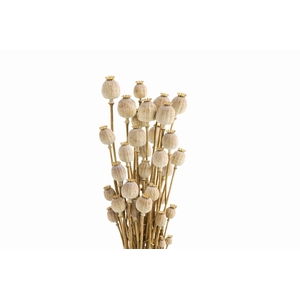 Dried Papaver Natural Bunch