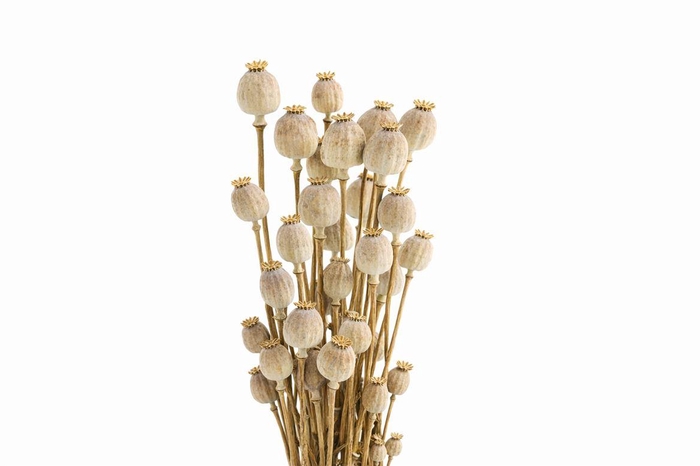 <h4>Dried Papaver Natural Bunch</h4>