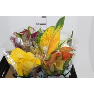 CALLA EXOTIC VARIADA