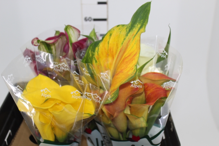 <h4>CALLA EXOTIC VARIADA</h4>