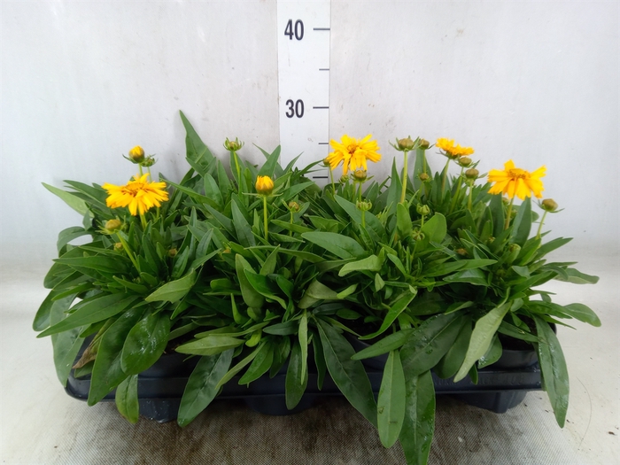 <h4>Coreopsis grand. 'Presto'</h4>