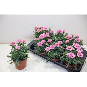 Dian Osc Pink Purple