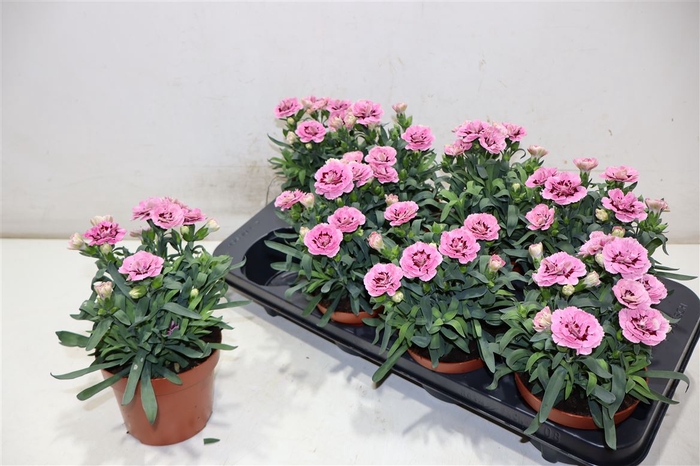 <h4>arr8 Dian Osc Pink Purple</h4>