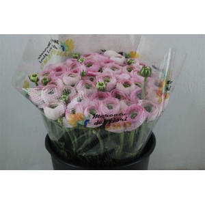 Ran Cloni Sup Confetto San Mauro